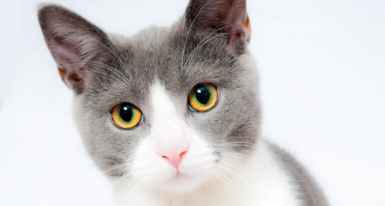 Be The Best Cat Owner You Can Be With This Advice