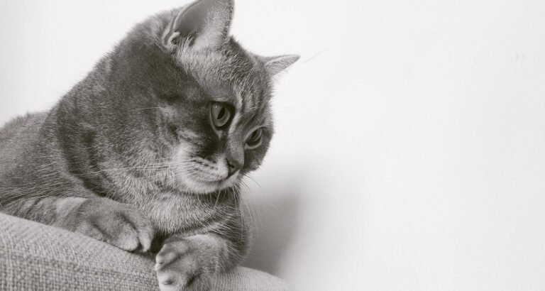 The Best Cat Tips You Will Ever Read