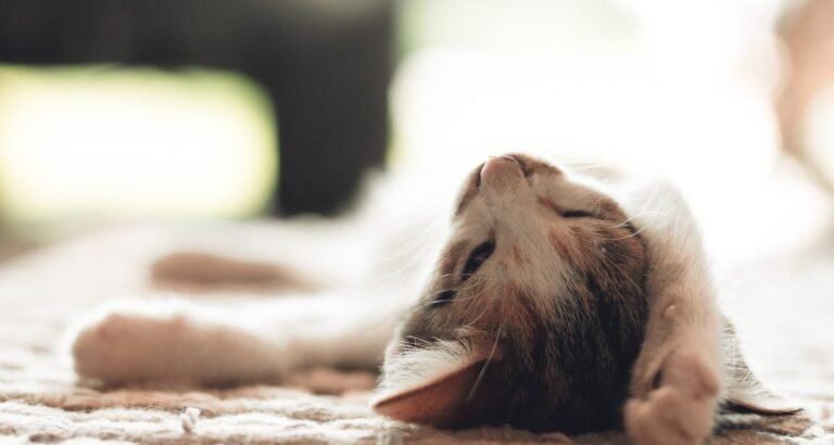 Some Helpful Tips To Keep Your Cat Happy.