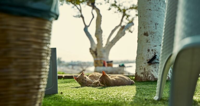 Professional Tips And Tricks To Raising Your Cat