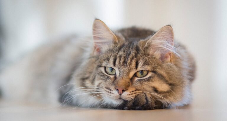 Need Good Advice About Cats? Well You’ve Come To The Right Place!