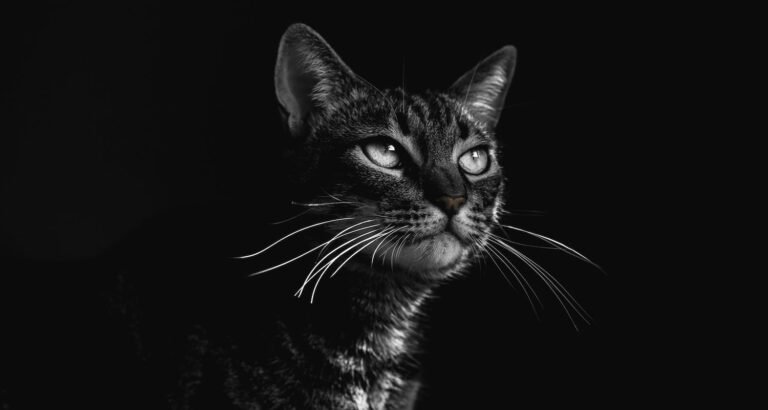 Solid Advice On Caring For Your Cat