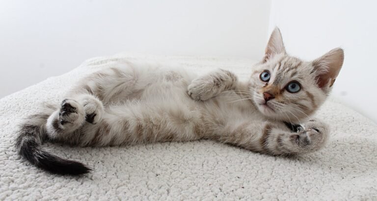 What Is The Best Food For Your Cat?