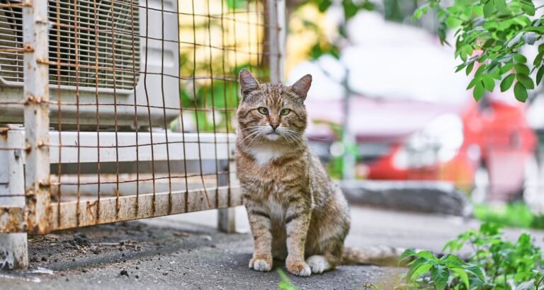 Troubled Cat? Try These Care Tips