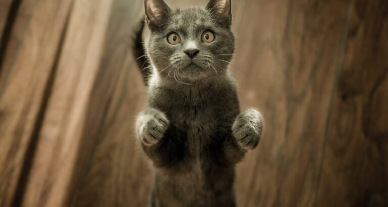 Prospective Cat Owners Need This Article Now