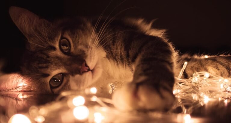 Top Cat Tips That Anybody Can Easily Follow