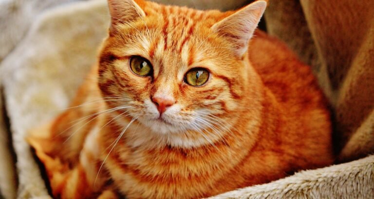 New Kitten In The House? Here Is What You Need To Know