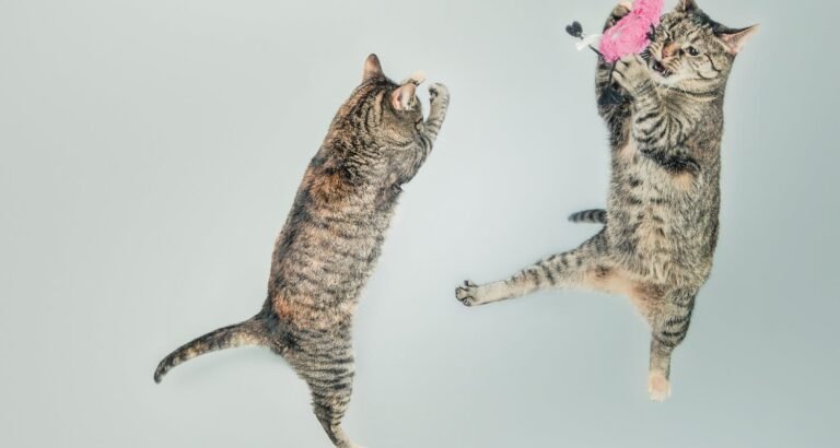 What You Should Know About Cats