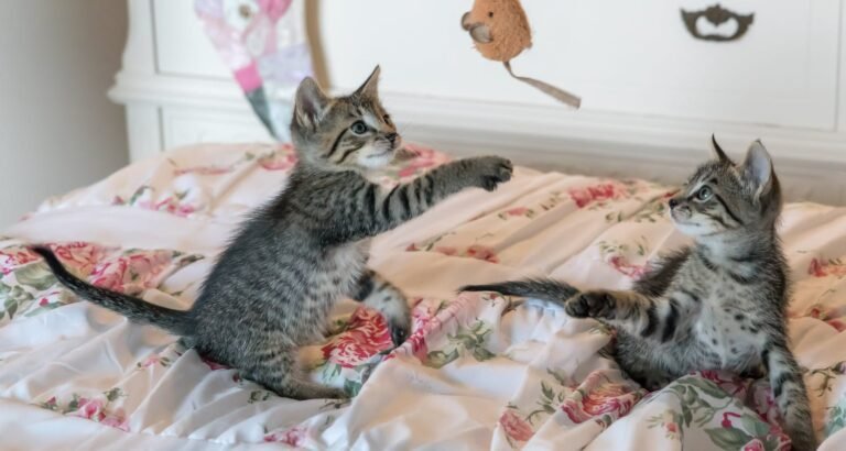 Seeking The Best Cat-Care Advice? Read This Article!