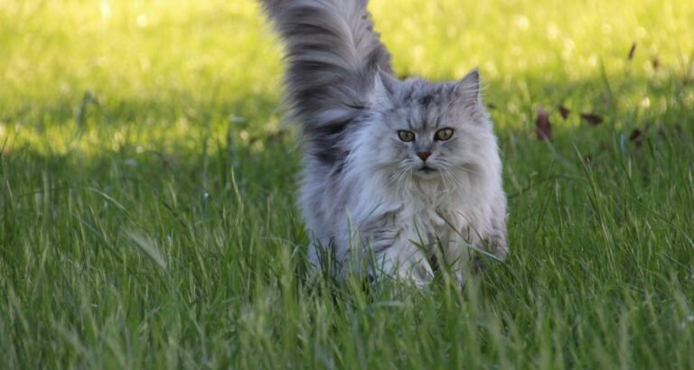 Love Your Cat By Using These Ideas