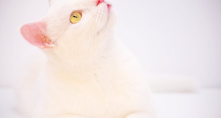 Great Tips About Learning To Care For Cats