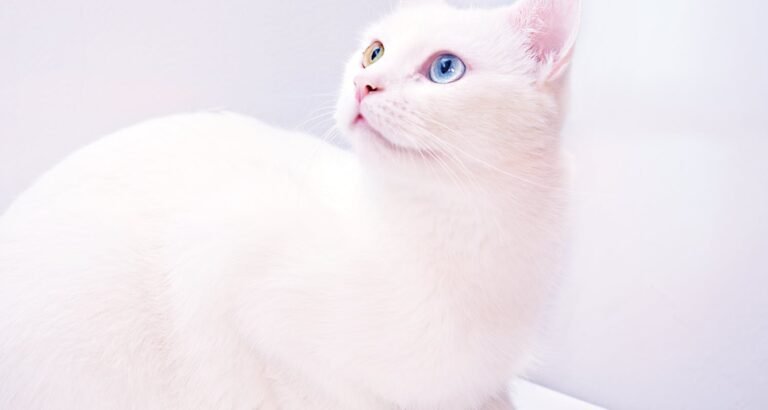 Cat Got Your Tongue? Read These Tips!