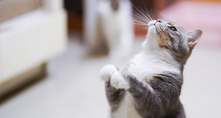 Simple Advice And Top Tips For Every Cat Owner