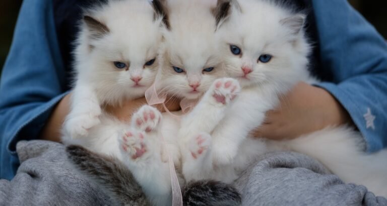 Need Help With Your Cat? Read This Advice.