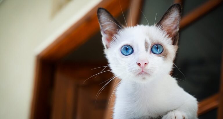 Ideas About Cats Are Very Easy When You’ve Got Great Tips!