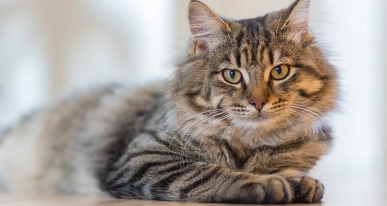 You Need To Learn These Cat Tips Right Meow!