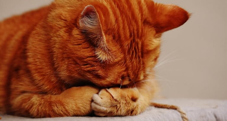 Cat Got Your Tongue? Read These Tips!