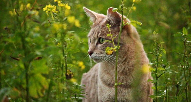 Everything You Could Possibly Want To Know About Cats!