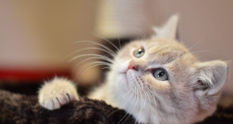 Look At These Great Tips About Cats