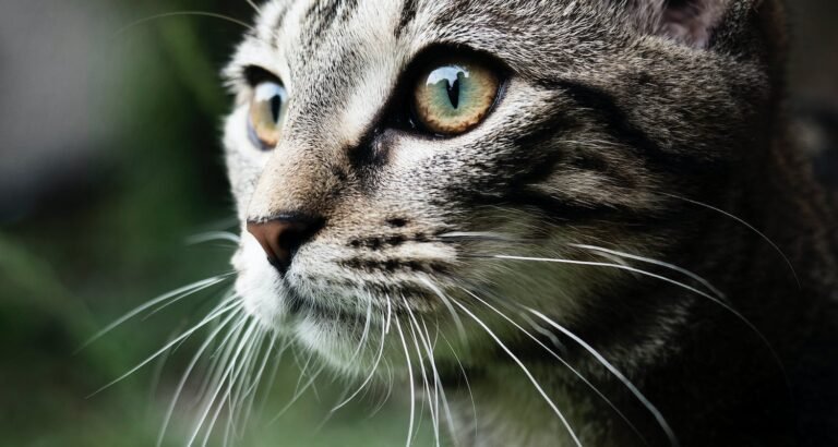 Simple Tips And Tricks For Being A Responsible Cat Owner