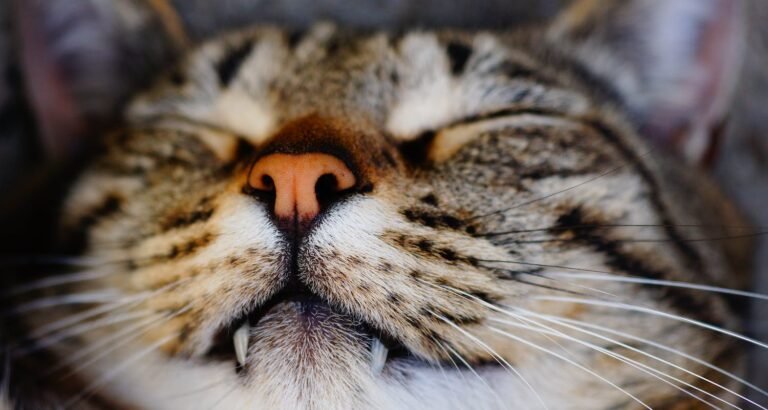 Keep Your Cat Smiling With These Solid Tips.