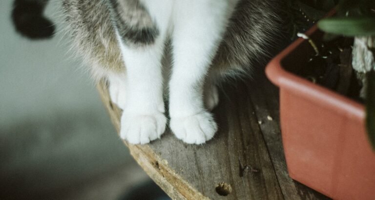 Searching For Information About Cats? Look Here!