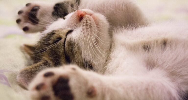 Solid Ideas On The Topic Of Caring For Cats
