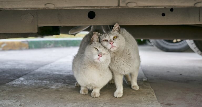 Wondering How To Keep Your Cat Happy? Read These Tips Today!