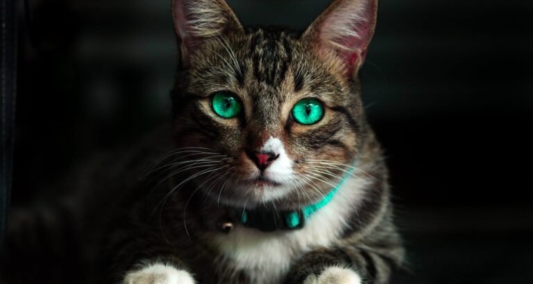 What You Need To Know About Caring For Your Feline Friend