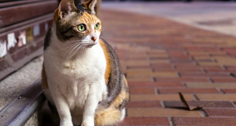 Top Information That Includes Great Tips About Cats
