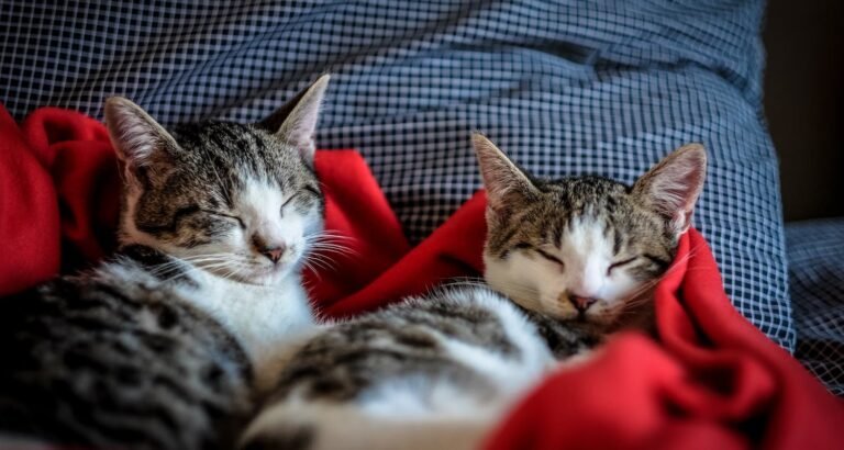 Caring For Cats — Tips And Tricks To Do So