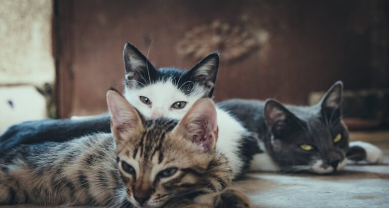 Top Tips And Practical Advice Every Cat Owner Should Hear